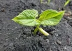 Biochar