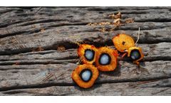 Heat Exchangers Solutions for Palm Oil Sector